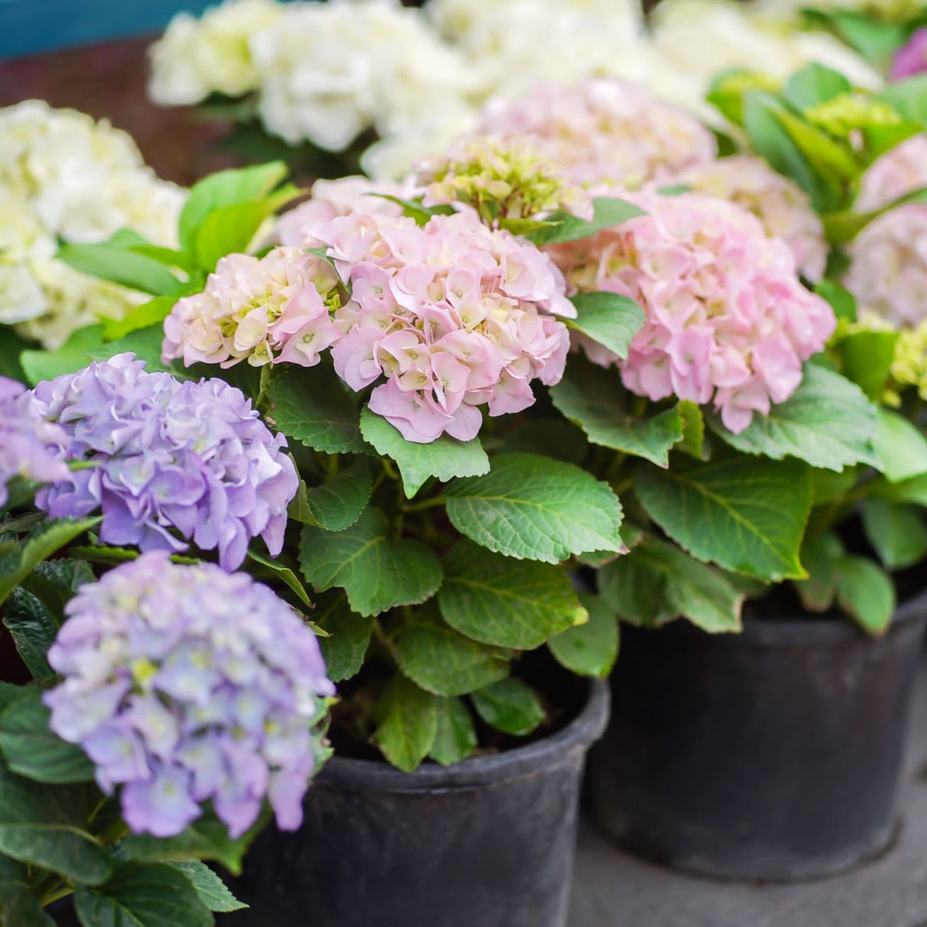 HYDRANGEA MIXED COLORS - زهور الهيدرانجيا متعددة الالوان