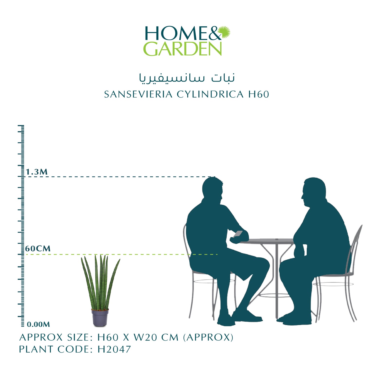 SANSEVIERIA CYLINDRICA STRAIGHT- سانسيفيريا