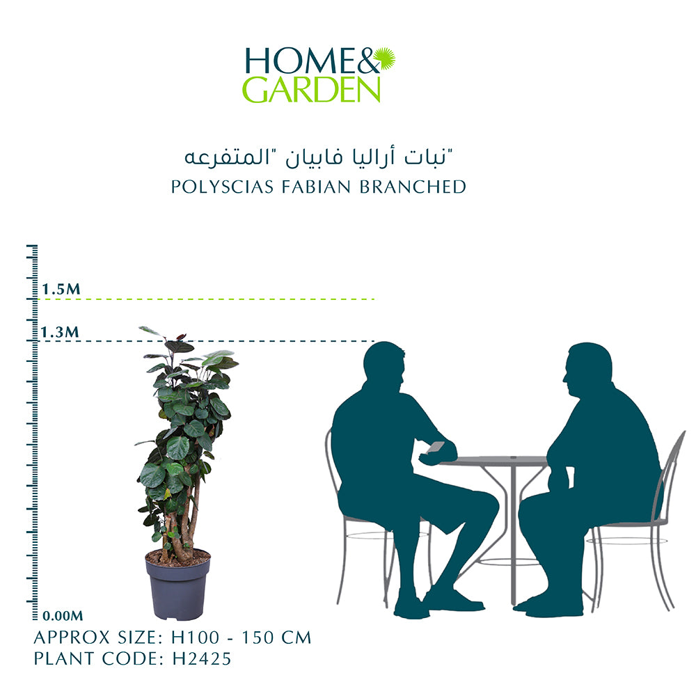 POLYSCIAS FABIAN BRANCHED نباتاليا فابيان "المتفرعة"ـ 