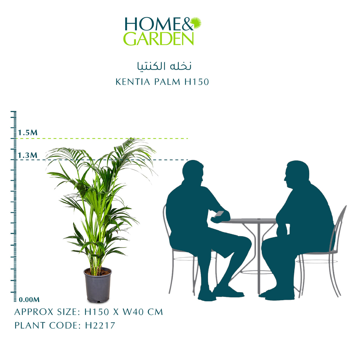 KENTIA PALM H150 - نخله الكنتيا