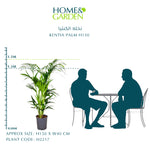 KENTIA PALM H150 - نخله الكنتيا