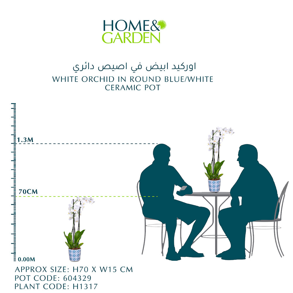 أوركيد أبيض في وعاء سيراميك دائري أزرق/أبيض أوركيد أبيض في صيص