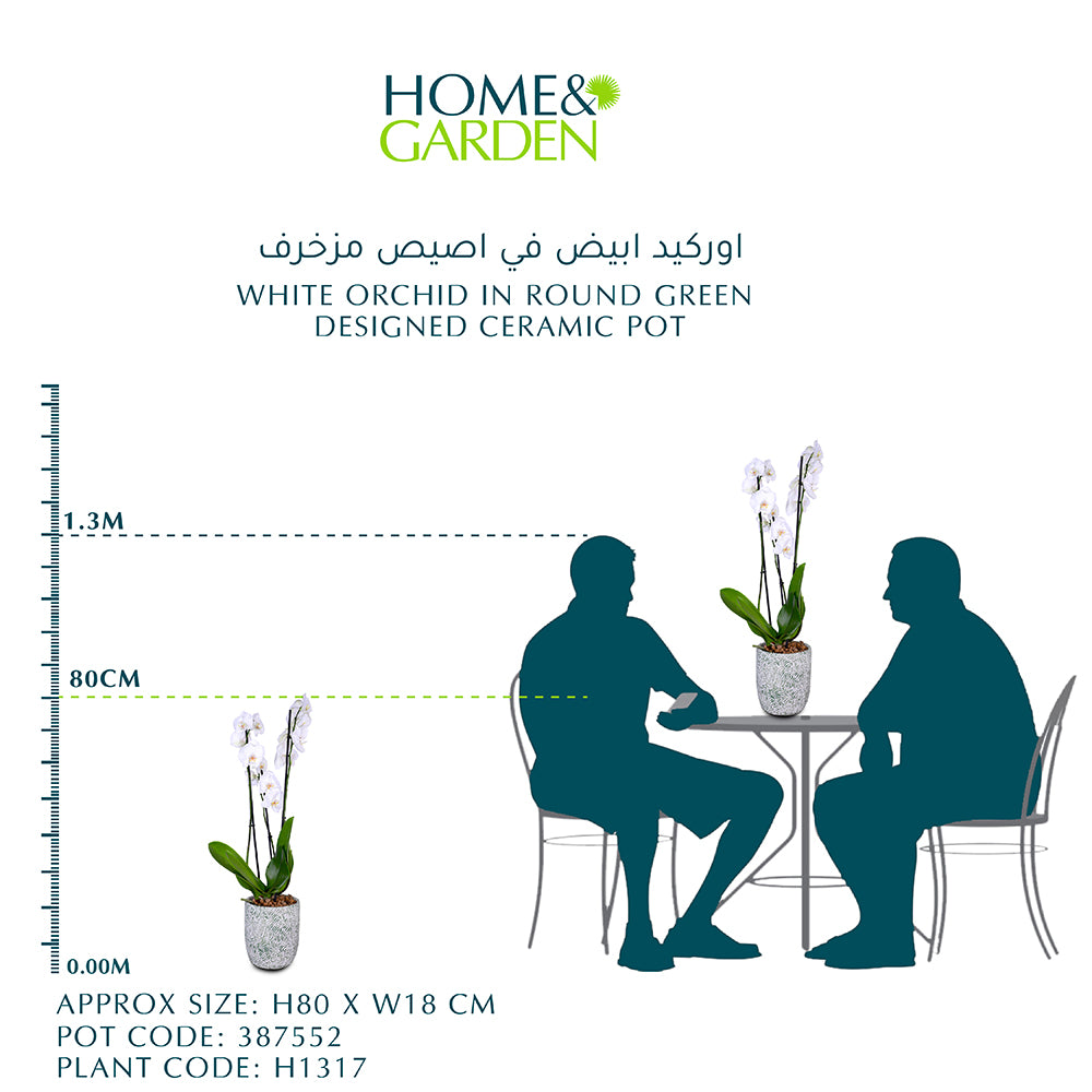 أوركيد أبيض في وعاء سيراميك دائري بتصميم أخضر أوركيد أبيض في حوض مزخرف