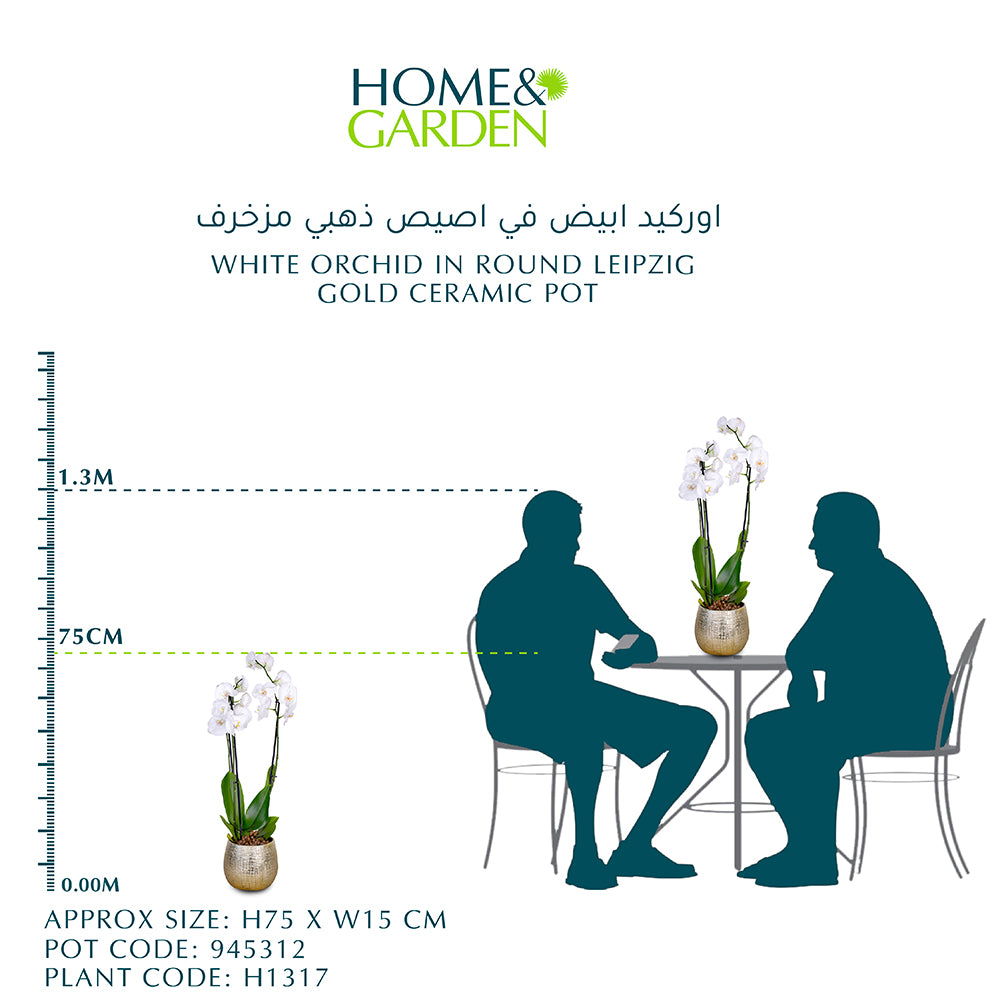 أوركيد أبيض في وعاء سيراميك ذهبي لايبزيغ مستدير أوركيد أبيض في حوض ذهبي مزخرف